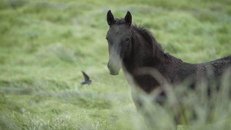 Young-Foal-Horse-Standing-in-Rainy-Meadow-in-the-Countryside---Galloping-Away-in-Slow-Motion