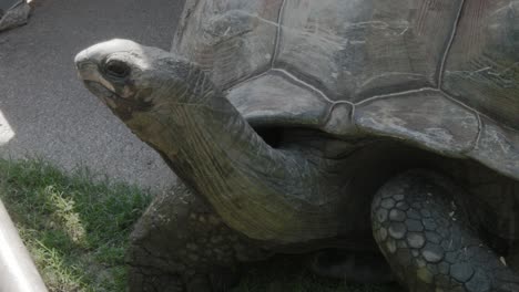 Eine-Nahaufnahme-Einer-Aldabra-Riesenschildkröte,-Die-Ihren-Kopf-In-Die-Luft-Hebt,-Um-Sich-Umzusehen