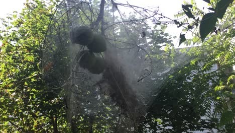 Eastern-Tent-Caterpillar-nest-built-on-Walnut-Tree