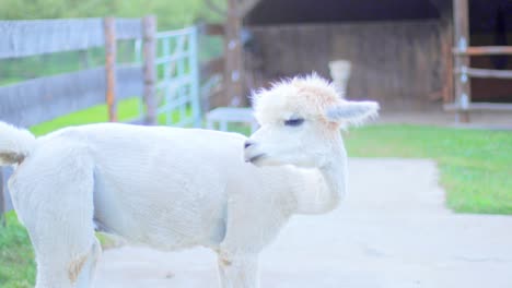 4K-slow-motion-shot-of-a-white-alpaca-looking-couriously-into-the-camera-and-cleaning-itself-afterwards,-with-a-barn-in-the-blurred-background