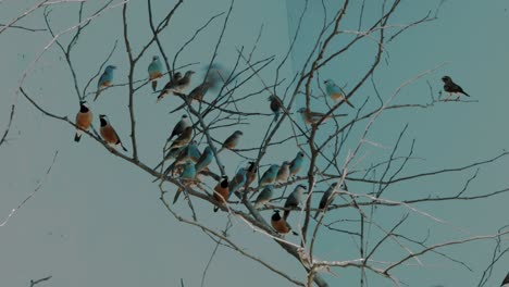Vibrantes-Pájaros-Azules-Y-Naranjas-Vuelan-Y-Aterrizan-En-Un-árbol-Pequeño-Y-Desnudo-Contra-Paredes-Azules
