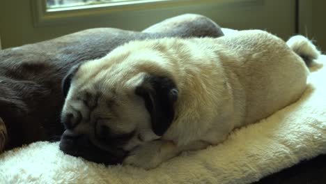Hank-the-pug-relaxing-on-a-comfy-dog-bed