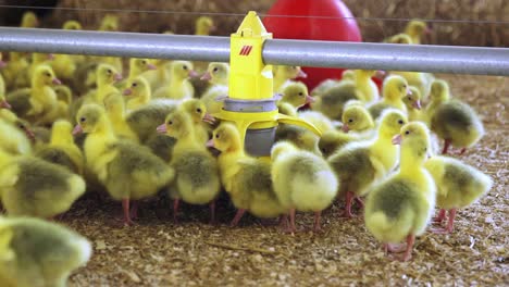 Goslings-eating-from-automated-feeder-in-indoor-farm