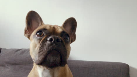 The-French-Bulldog-licks-his-lips-and-sits-down-curiously