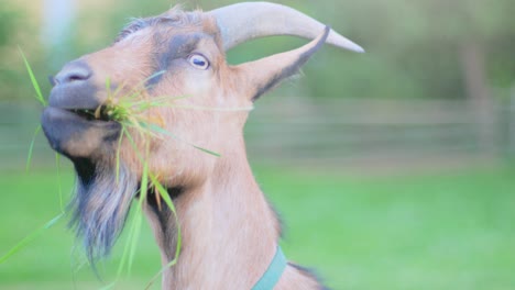 4K-Slow-Motion-close-up-of-a-goat-standing-on-a-fence-and-eating-grass-with-a-blurred-green-background-and-soft-lightning