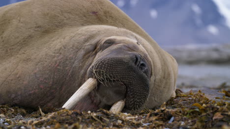Walrus-Sleeps-with-it's-Tusks-Dug-into-the-Sand