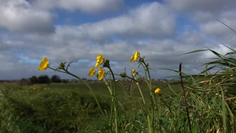 Bright-yellow-flowers-blowing-and-bobbing-the-breeze-on-a-coll-spring-morning-under-a-cloudy-but-bright-daytime-sky