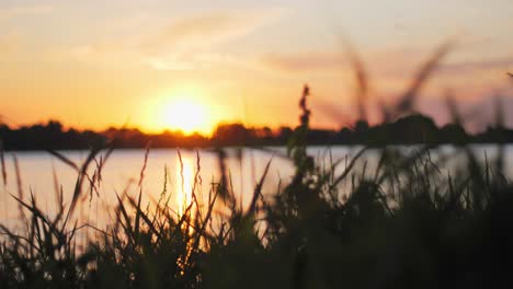 Beautiful-sunset-on-a-lake-with-sillhouettes-of-reed-and-insects-flying-around-in-the-foreground