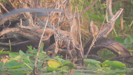 Grünreiher-Thront-Auf-Einem-Ast-Auf-Seerosenblättern,-Während-Der-Vogel-Im-Everglades-Sumpf-Sumpf-Sumpf-Feuchtgebietslebensraum-Vorbeifliegt