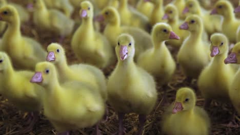 Goslings-walking-towards-camera-on-hay-in-indoor-farm-in-spring