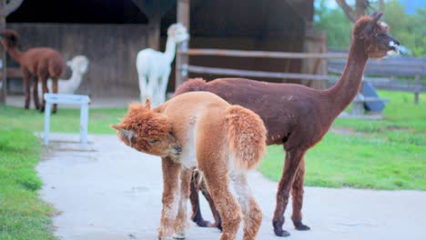 4K-slow-motion-shot-of-two-alpaca-looking-couriously-into-the-camera-and-cleaning-itself-afterwards-and-one-alpaca-walking-away,-with-other-alpacas-and-a-barn-in-the-blurred-background