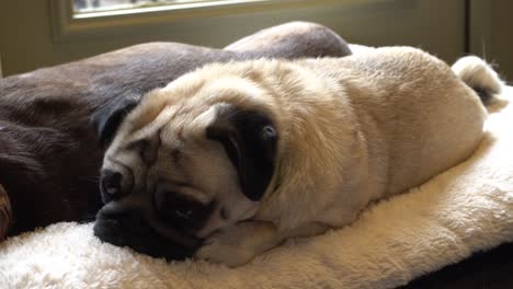 Hank-the-pug-relaxing-on-a-comfy-dog-bed-and-waking-up