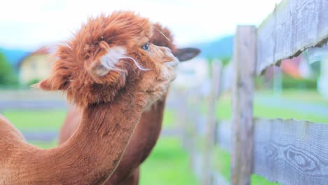 Shot-of-two-alpacas-looking-couriously-around-and-into-the-camera-Standing-in-front-of-a-wooden-fence-eating-grass-with-fields-and-houses-in-the-blurred-background