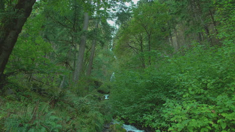 Tilt-down-following-Wahkeena-Falls-into-creek,-trees,-foliage,-slomo