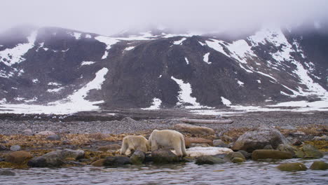 Polar-Bear-and-Skinny-Calf-Feed-on-Whale-Blubber-in-the-Arctic