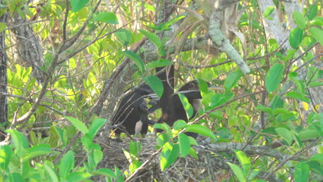 anhinga-family-in-nest-getting-ready-to-feed-baby-chicks