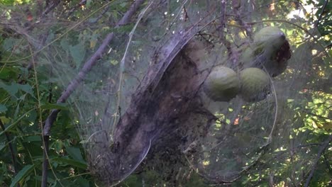Close-up,-Eastern-Tent-Caterpillar-Nest-on-Walnut-tree