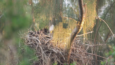 Weißkopfseeadler-Füttert-Küken-Im-Nest-Oben-Im-Ast-4