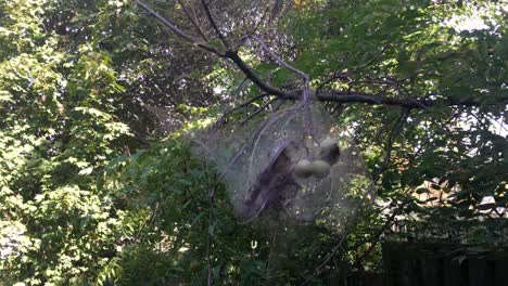 Eastern-Tent-Caterpillar-Nest-on-Walnut-Tree