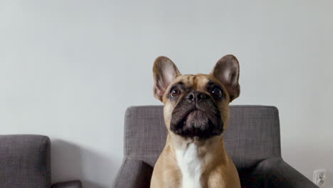 The-French-Bulldog-starts-barking,-jumps-up-and-sits-down-on-the-armchair