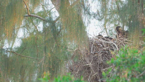 Weißkopfseeadler-Landet-Auf-Nest-Mit-Fisch,-Um-Küken-Zu-Füttern