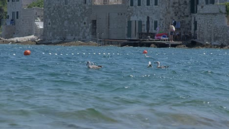 Pájaros-En-Aguas-Onduladas-Pescando-Peces-Frente-Al-Puerto