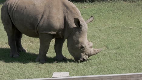 A-rhinoceros-grazes-in-a-field-while-slowly-walking---tight-shot