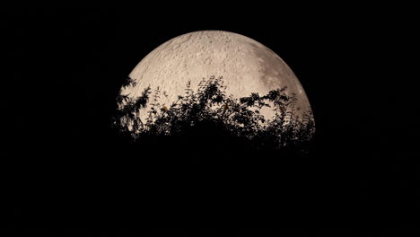Moon-close-up-captured-with-moving-tree-tops-close-up-zoom-view-with-all-detail-on-lunar-landscape-using-Lunalon-captured-in-4k-resolution