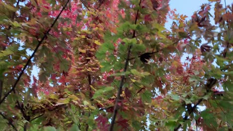 Schönes-Herbstlaub-Mit-Farbwechselnden-Herbstblättern-Auf-Einem-Ahornbaum