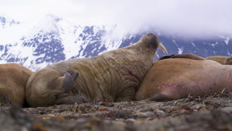 Walrus-Lie-on-Beach-Sleeping-and-Scratching