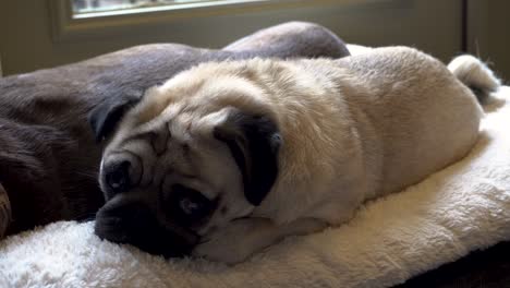 Hank-the-pug-relaxing-on-a-comfy-dog-bed