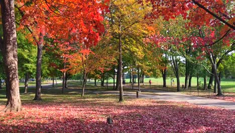 Bunter-Herbsthimmel-Im-Park-Mit-Isolierten-Blättern,-Die-Sich-Anmutig-Drehen-Und-Zu-Boden-Fallen