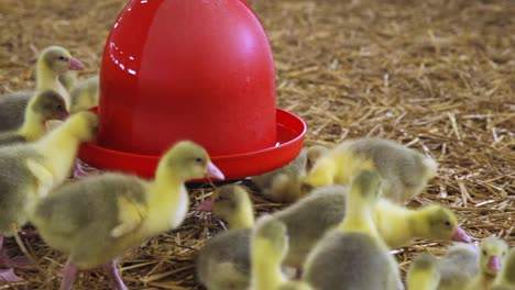 Goslings-drinking-from-automated-water-trough-in-indoor-farm-in-spring