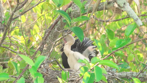anhinga-feeding-baby-chicks-in-nest-by-regurgitation