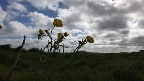 Silhouettes-of-yellow-flowers-bobbing-and-blowing-in-the-breeze-under-a-cloudy-daytime-sky