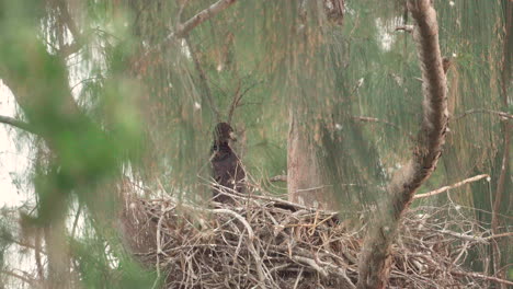 bald-eagle-flying-away-and-leaving-nest-of-baby-chicks-in-tree