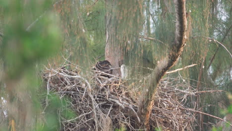 bald-eagle-feeding-baby-chicks-in-nest-up-in-tree-branch-1