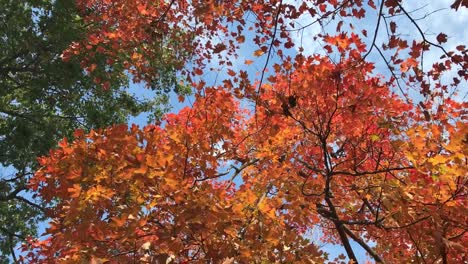 Looking-up-at-all-the-colorful-leaves-on-a-Autumn-sky-background