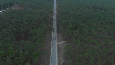 Aerial-view-of-a-road-splitting-a-beautiful-pine-wood-forest