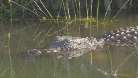 Alligator-Im-Everglades-Swamp-Slough-Sumpf-Feuchtgebiet-Lebensraum
