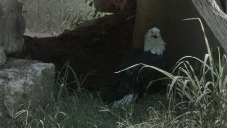 A-bald-eagle-stands-on-the-ground-with-an-open-beak