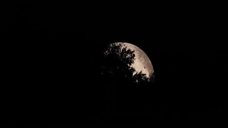 Zoom-in-detail-on-the-side-of-the-moon-captured-with-moving-tree-tops-close-up-zoom-view-with-all-the-detail-on-the-lunar-landscape-using-Lunalon-captured-in-4k-resolution