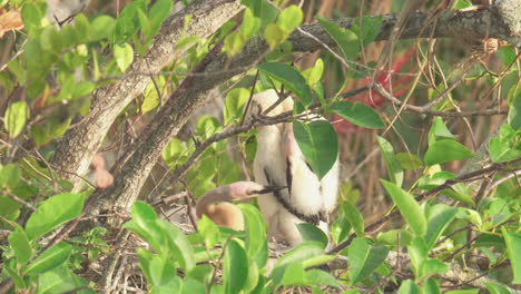 baby-anhinga-chicks-in-nest