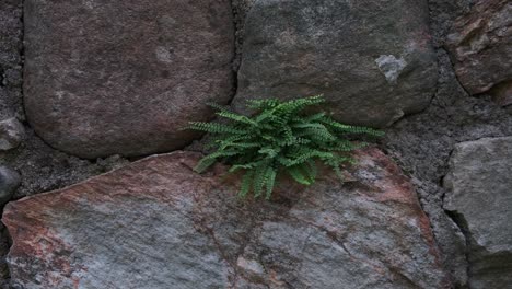 Lush-green-fern-growing-on-old-stone-wall,-close-up