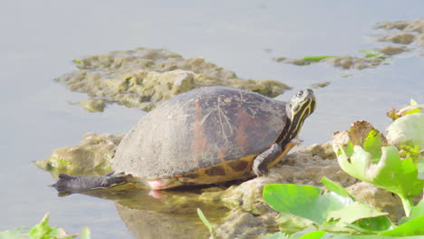 florida-redbelly-turtle-sunbathing-and-resting-on-rock-in-water