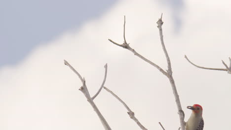red-bellied-woodpecker-climbing-branch-with-sky-in-background
