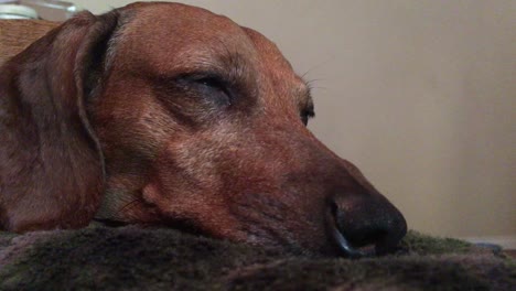 Face-of-Old-dachshund-resting,-close-up