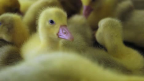Close-up-of-gosling-looking-around-in-indoor-farm