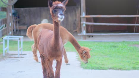 4K-slow-motion-shot-of-an-alpaca-looking-couriously-into-the-camera-and-cleaning-itself-afterwards,-with-another-alpaca-and-a-barn-in-the-blurred-background