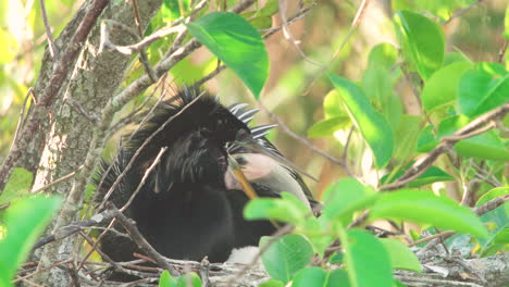 anhinga-feeding-baby-chick-in-nest-by-regurgitating-food